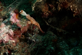 Bali 2016 - Thin ghost pipefish - Poisson fantome - Solenostomus sp  - IMG_6083_rc